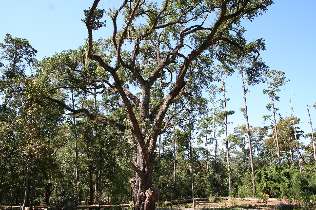 The Camp Salmen live oak among the pines at Camp Salmen Nature Park in Slidell